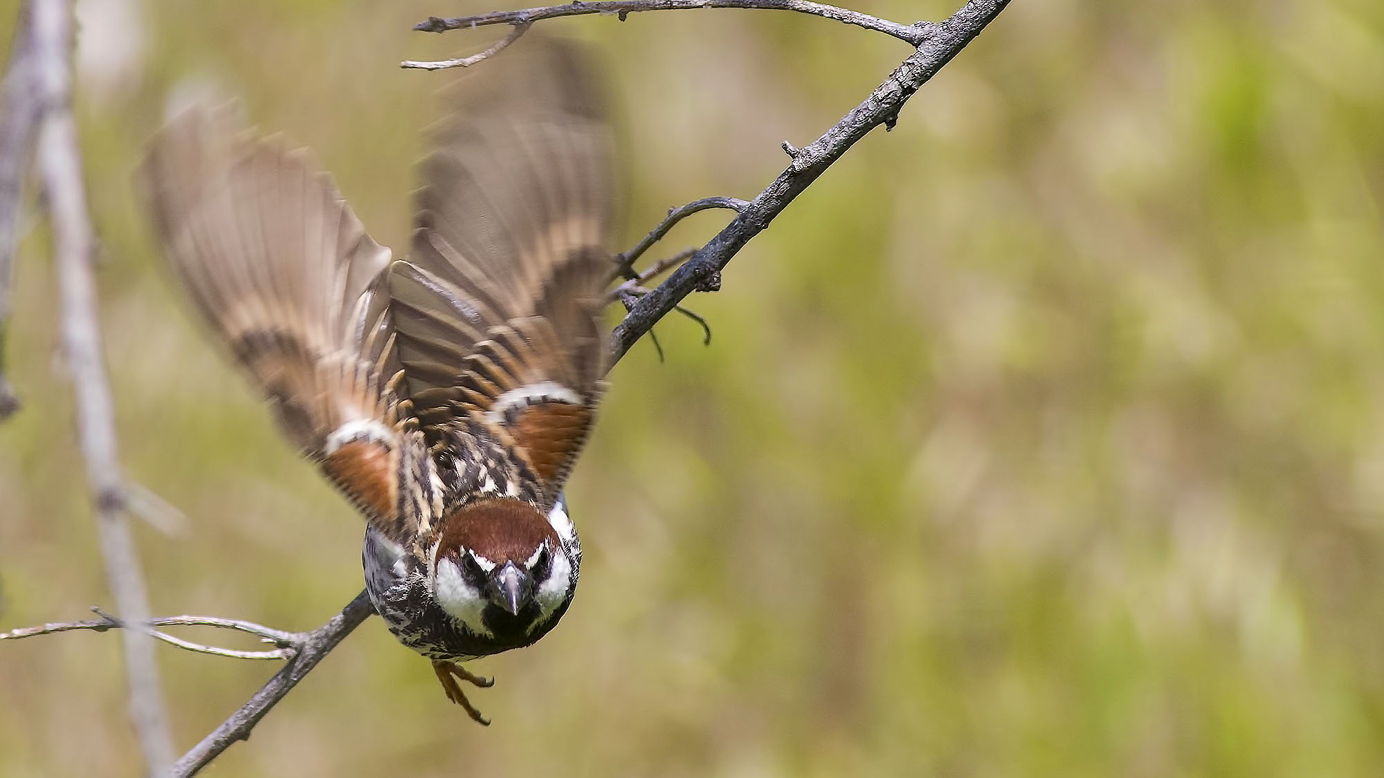 Spanish Sparrow